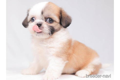 成約済の東京都のミックス犬-206173の3枚目